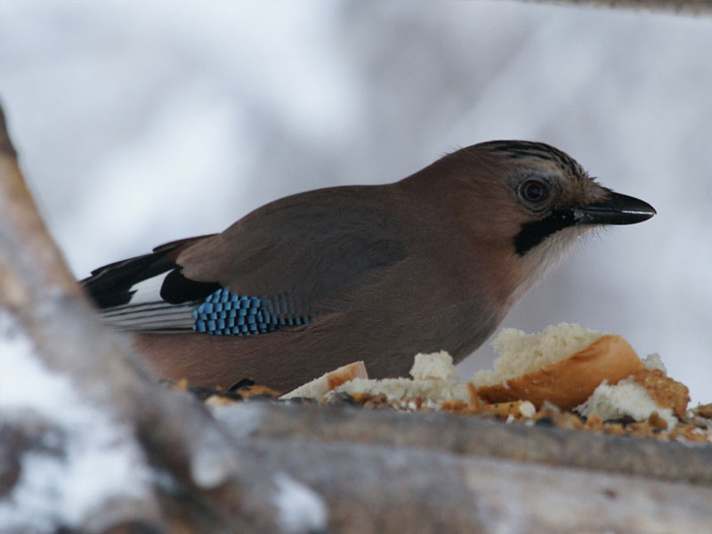 00712756765f38f21211e2f8c777f60 можно ли подкармливать птиц овсяными хлопьями