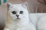 گربه چینچیلا: عکس و ویدئو، قیمت، شرح نژاد، شخصیت