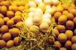 سبزیها به عنوان منبع ویتامین برای مرغ تخمگذار