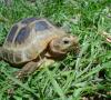 Cómo cuidar una tortuga terrestre