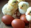 Eclosión de polluelos en una incubadora