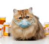 Gatito estornuda: las razones por las que un pequeño gatito puede estornudar en casa y en la calle