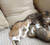 Cat Pushes - Qué hacer cuando un gato se rasga