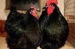 La raza de pollos Golden Orpington - aristócratas ingleses del patio de pájaros