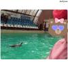 این بررسی با حضور: دلفیناروم از باغ وحش مسکو، نمایش دلفین، آکواریوم دریایی در استخرهای پاک، اقیانوس آرام