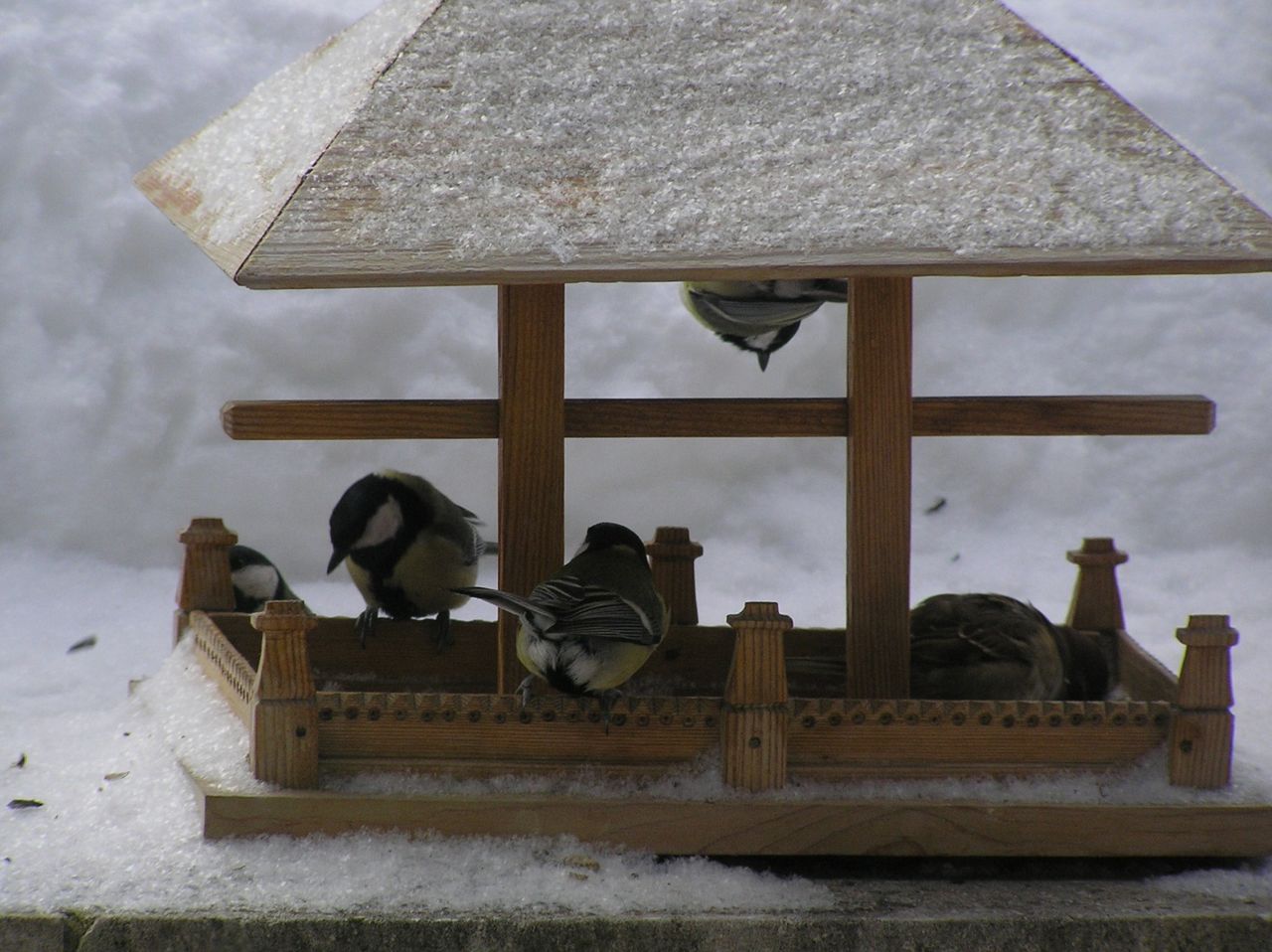 8cpicq можно ли подкармливать птиц овсяными хлопьями