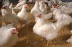 تجارت مرغ و نمونه هایی از برنامه های تجاری پرورش مرغ