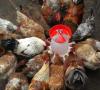 Qué alimentar pollos en invierno - video