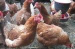 Por qué los pollos no se apresuran: la búsqueda de causas y la solución del problema
