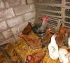 چگونه یک جوجه مرغ را در زمستان حرارت دهیم و از برق صرفه جویی کنیم
