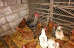 چگونه یک جوجه مرغ را در زمستان حرارت دهیم و بر روی برق صرفه جویی کنیم