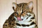 Gato de Bengala - leopardo en tu casa