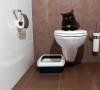 چگونه سریع یک بچه گربه را به یک توالت در یک آپارتمان در خانه بسپاریم