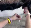 El riesgo de desarrollar mastitis en cabras domésticas y medidas para eliminarlo