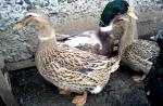 اردک نژاد برای پرورش خانگی: یک توصیف دقیق از گونه با عکس
