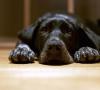 چگونه برای درمان طاعون در سگ ها در خانه