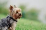توصیف نژاد Yorkshire terrier