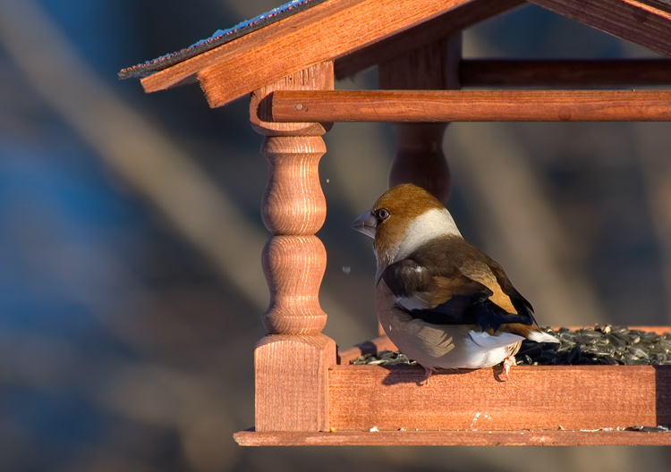 mifullsizezue2d7 можно ли подкармливать птиц овсяными хлопьями