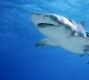 Tiburones: formidables depredadores de los mares y océanos