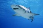 Tiburones: formidables depredadores de los mares y océanos