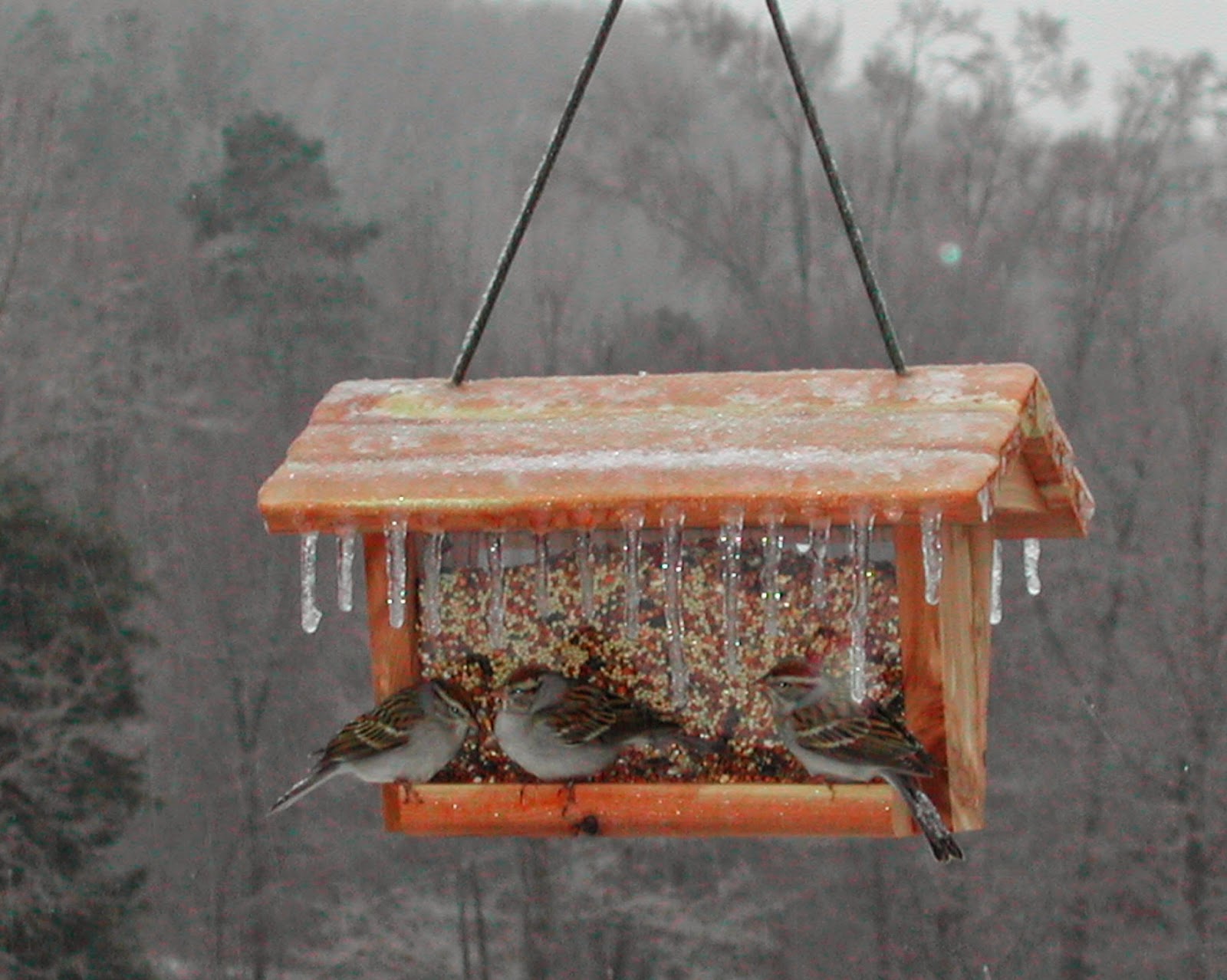 ndsc s8 можно ли подкармливать птиц овсяными хлопьями