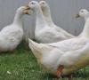 کدام نژاد اردک های داخلی بزرگترین است