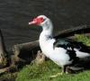 انتشارات اخیر - گونه و نژاد اردک