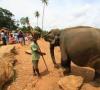 بارداری فیل چقدر طول می کشد؟