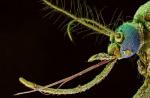 Cómo se reproducen los mosquitos y cuánto viven Cómo nacen los mosquitos