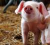 Nauka kastracji świni w domu
