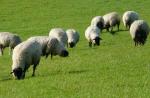 Tipos de piensos, dieta y tasas de alimentación para ovejas en casa.