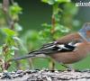 Songbird - chaffinch: توضیحات با عکس و فیلم، تصاویر، گوش دادن به آواز خیره کننده، چگونه نام پرنده ظاهر شد چگونه چنگال زاد و ولد می کند