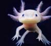 axolotl کیست؟  حیوان آکسولوتل.  شیوه زندگی و زیستگاه آکسولوتل آکسولوتل بزرگ