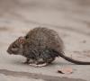 Por qué las ratas son peligrosas para los humanos y qué enfermedades transmiten