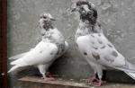 Descripción de la apariencia y características del entrenamiento de las palomas bravas de Bakú. Raza de palomas bakuvianas de cabeza blanca y negra.