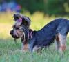 Yorkshire Terrier (York) - descripción de la raza, foto American Yorkshire Terrier