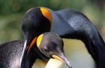 El pingüino emperador es el pingüino más grande Un mensaje sobre el pingüino emperador