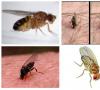 Los principales tipos de mosquitos chupadores de sangre: sus características y anatomía.