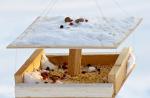 در فصل زمستان با چه چیزی می توانید به پرندگان غذا دهید؟