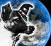 لایکا اولین سگی بود که به فضا پرواز کرد لایکا اولین سگ است