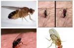 Los principales tipos de mosquitos chupadores de sangre: sus características y anatomía.
