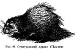 Puercoespines: dónde viven, qué comen, descripción, foto Descripción del puercoespín del animal.