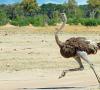 ¿Por qué los avestruces no vuelan?