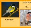 Descripción y lista de aves migratorias: quién no se queda a pasar el invierno.