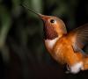 Птица колибри краткая информация 10 интересных фактов о птице колибри