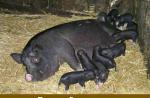 Razas de cerdos aptas para la cría en Rusia.