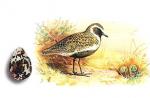 Chorlito, chorlito pájaro, descripción del chorlito, todo sobre chorlitos, chorlito en la naturaleza