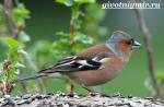 Songbird - chaffinch: توضیحات با عکس و فیلم، تصاویر، گوش دادن به آواز خیره کننده، چگونه نام پرنده ظاهر شد چگونه چنگال زاد و ولد می کند