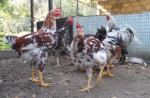 Raza de pollos calico Liven: un regreso a los orígenes
