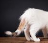 Furgoneta turca: fotos de gatos de esta raza y su descripción.